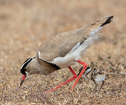 Crowned Lapwing with chick